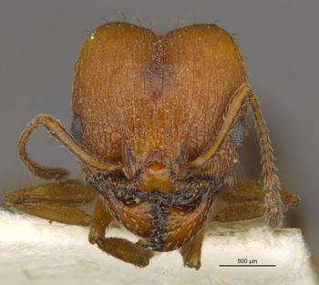 Media type: image;   Entomology 534481 Aspect: head frontal view